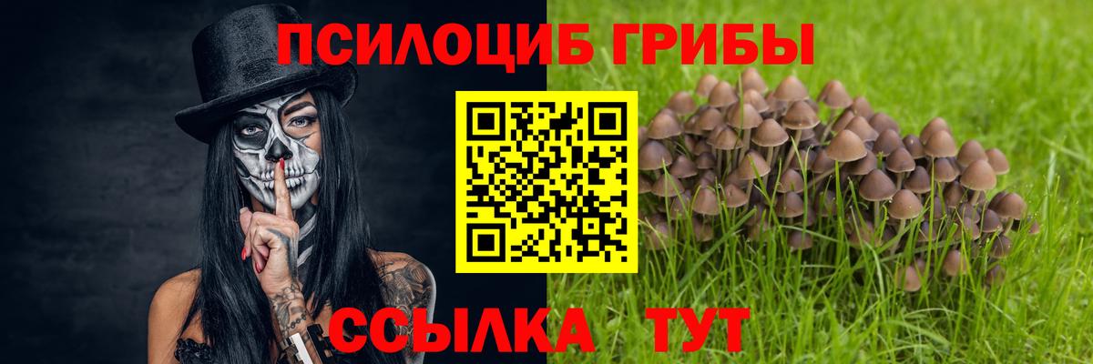 Псилоцибиновые грибы Psilocybe Карасук